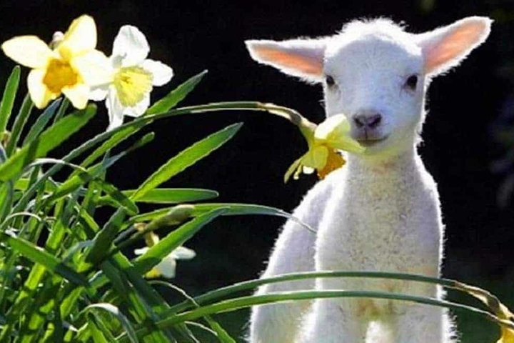 Experience the charm of Christchurch with lovely lambs amidst blooming flowers showcasing life on a working sheep farm while exploring the city's rich heritage and ongoing revitalization.